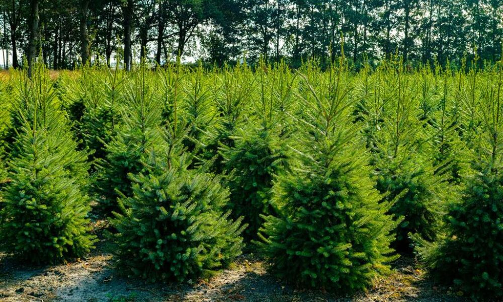 Vendée la saison de Noël commence et les producteurs de sapins sont